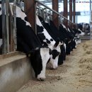 보은목장 이미지