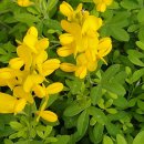 경화시장 이미지