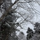 사돈네 | 대관령 양떼목장 아기랑 후기, 주문진 삼미식당, 사돈네 닭강정