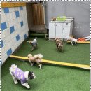 폴링인독 네이버블로그