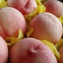 복상농장 이미지