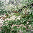 이브의정원 이미지