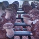 둘이농장 이미지