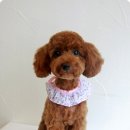 엘리펫 살롱 이미지