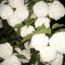 호박골농장 Daum카페
