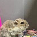 꾸꾸별