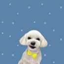 하얀이언니네 이미지