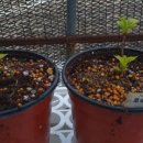 명품황금성 이미지