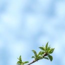 하늘보라2 이미지