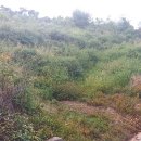 군위부동산 의흥투자용토지 군위삼국유사테마공원확정지근처땅매매 이미지