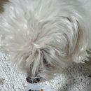 애니펫 | [강아지 냄새제거] 반려견 건강관리 애니펫워터 후기