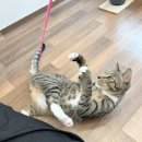 둥이민박