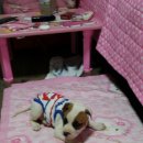 아서농장 이미지