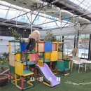 카페다올 | [경기 광주] 6세 이하까지 아이랑 다올카페 다녀온 솔직 후기｜입장료 대비 아쉬웠던 점