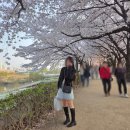 31140-5-76-2 | 서울 여의도에서 찌또 생파하기 w.벚꽃 (만학/에딧76/안양천/벚꽃구경)