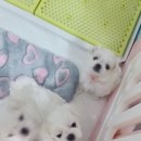 베리하우스 켄넬 이미지