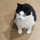 이층집고양이 이미지