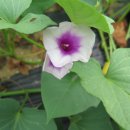 메꽃어린이집 이미지