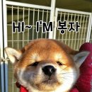 봉자