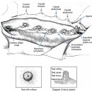 24시 핸즈동물의료센터 이미지