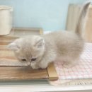 대전고양이분양 비비냥 | 처음이라 더 신중했던 대전고양이분양 선택 후기