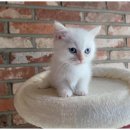 도그마루 이미지