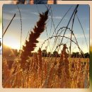 반려동물관리사 이미지