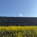 하도별방진 | 제주 별방진 유채꽃 여행코스 근처 맛집 카페 추천