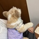 릴라 이미지