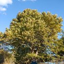 휘닉스공인중개사사무소 이미지