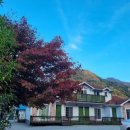 나무향기펜션 이미지