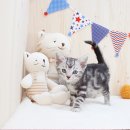 고양이샵 | 의정부고양이분양 고민 끝에 방문한 샵 후기