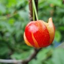 대박기원농장 이미지