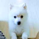 견생일기 이미지