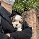 청담펫츠 이미지