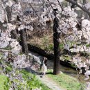 오산천 | 오산 벚꽃스냅 촬영 후기 | 오산천 황새교 애견동반 스냅