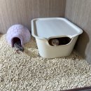 파충류샵게코몽