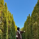 새롬동로녹지공간 | 제주 겨울 서귀포 여행 휴애리 자연휴양림 동백축제 후기