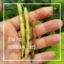 2025.10.4 팥꼬투리 이미지