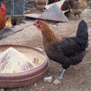 청리농장 이미지