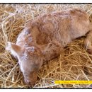 지당목장 이미지