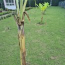 호프나라 이미지