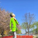 해당화공원 | 대구 근교 튤립 명소 송해공원 봄나들이 후기 | 튤립 개화상태