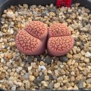 Lithops hookeri 'Pink Love' 이미지
