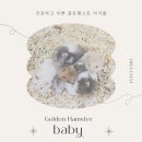 스프링 햄스터 이미지