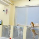 단짝멍몽 이미지