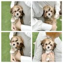 모델독켄넬 이미지