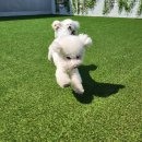 맛있개 건강하개 이미지