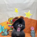 지구별댕댕이 이미지