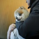 더푸르개 이미지